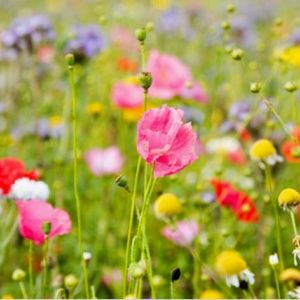 Meet your Posher, Kaylee